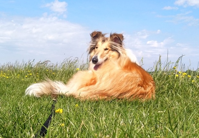 Photo One Million Dogs