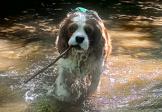 Photo One Million Dogs