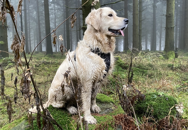 Photo One Million Dogs