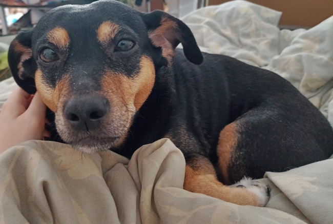 Photo One Million Dogs