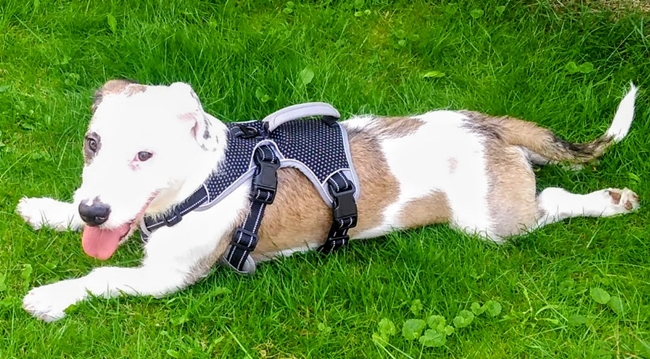 Photo One Million Dogs